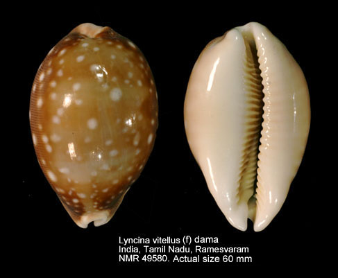 Lyncina vitellus (f) dama.jpg - Lyncina vitellus (f) dama(Perry,1811)